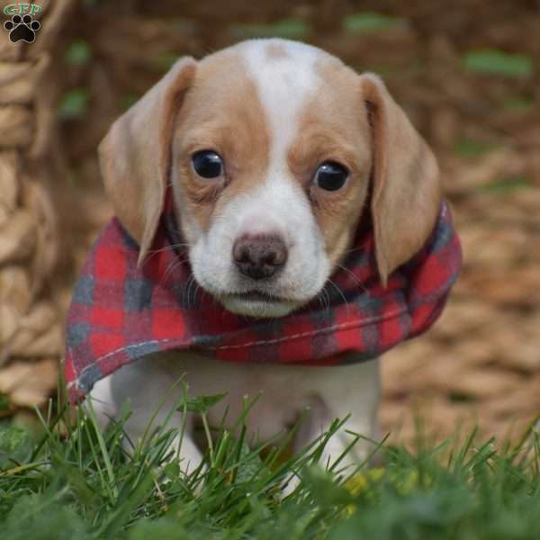 Lassie, Dachshund Puppy