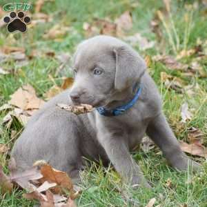 Micah, Silver Labrador Retriever Puppy