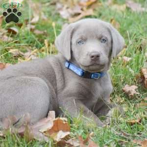 Micah, Silver Labrador Retriever Puppy