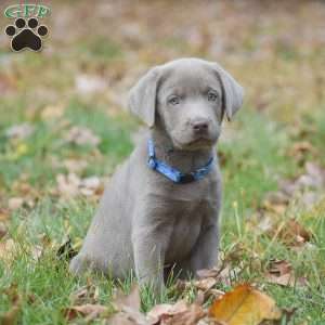 Micah, Silver Labrador Retriever Puppy