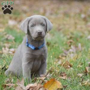 Micah, Silver Labrador Retriever Puppy