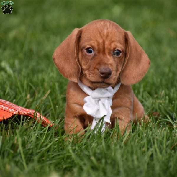 Trooper, Dachshund Puppy