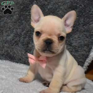 Willow, French Bulldog Puppy