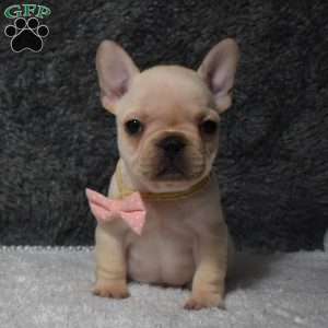 Willow, French Bulldog Puppy