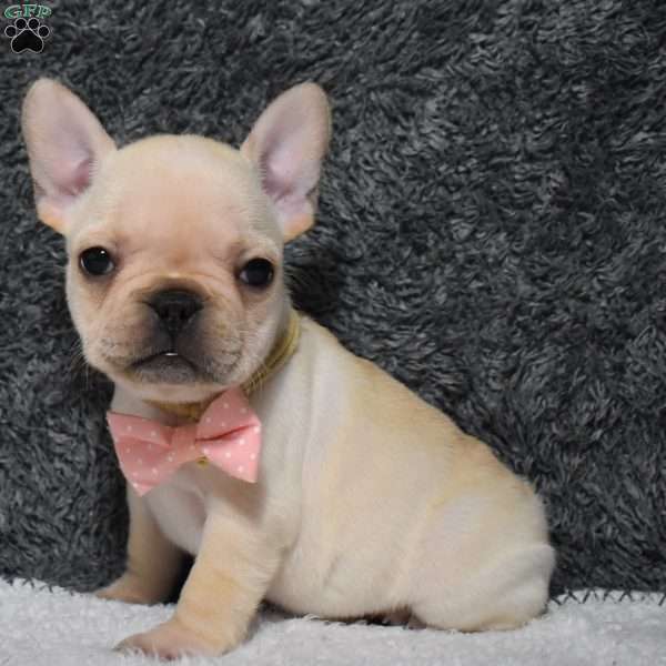 Willow, French Bulldog Puppy