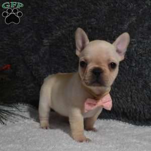 Willow, French Bulldog Puppy