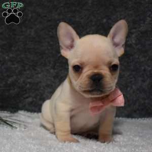 Willow, French Bulldog Puppy