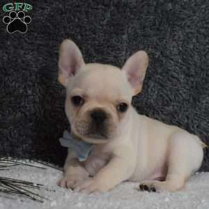 Willow, French Bulldog Puppy