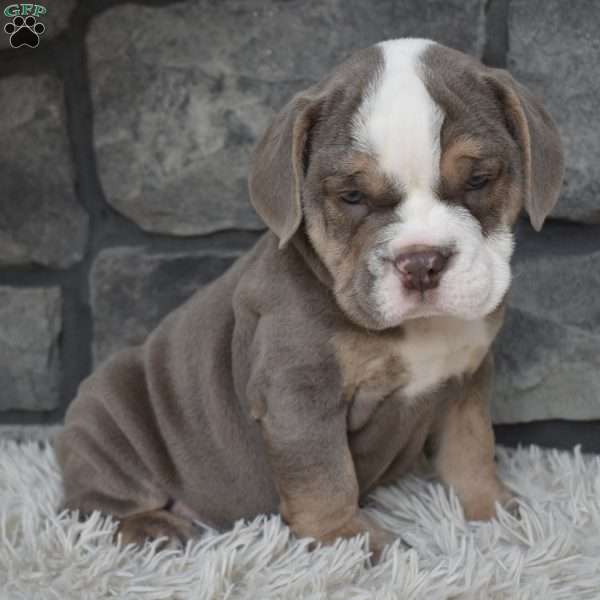 Bruno, Beabull Puppy