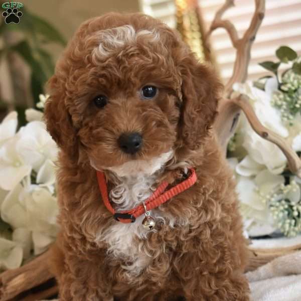 Yoshi, Toy Poodle Puppy