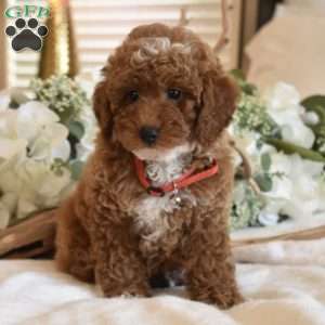 Yoshi, Toy Poodle Puppy