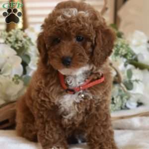Yoshi, Toy Poodle Puppy