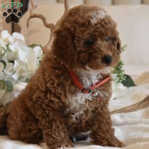 Yoshi, Toy Poodle Puppy
