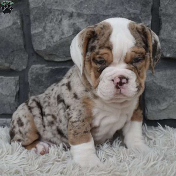 Bubba, Beabull Puppy