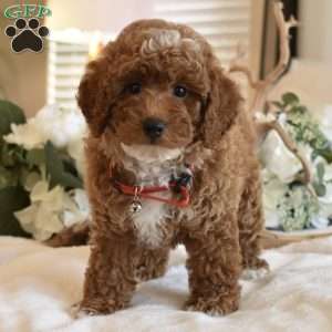 Yoshi, Toy Poodle Puppy