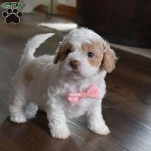 Nadia, Forever Puppy