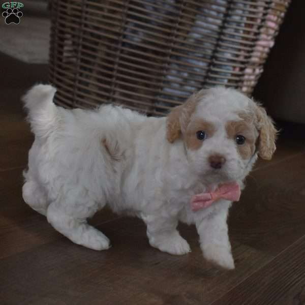 Nadia, Forever Puppy