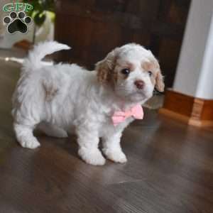 Nadia, Forever Puppy