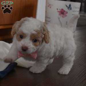 Nadia, Forever Puppy