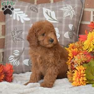 Tessa, Toy Poodle Puppy