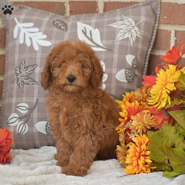 Tessa, Toy Poodle Puppy