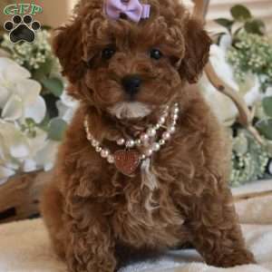 Coco, Toy Poodle Puppy