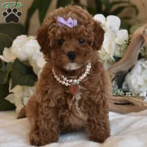 Coco, Toy Poodle Puppy