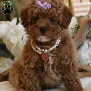 Coco, Toy Poodle Puppy