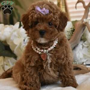 Coco, Toy Poodle Puppy