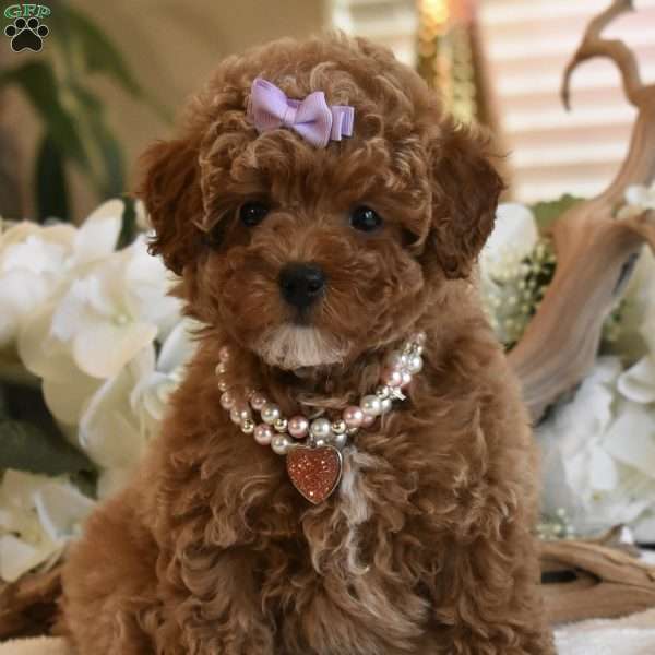 Coco, Toy Poodle Puppy