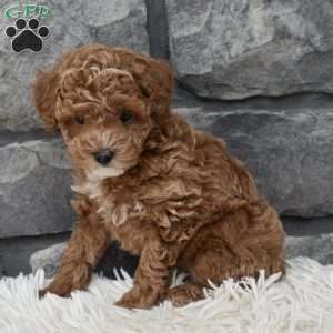 Skittles, Toy Poodle Puppy