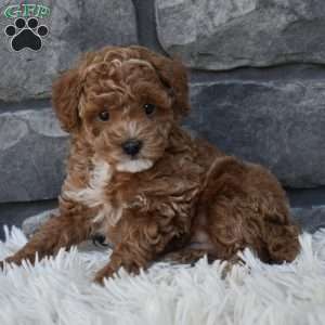 Skittles, Toy Poodle Puppy