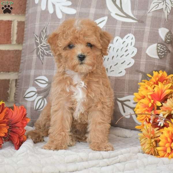 Olivia, Maltipoo Puppy