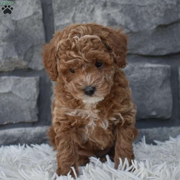Skittles, Toy Poodle Puppy