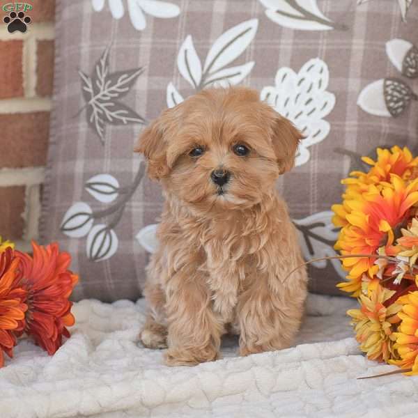 Oakley, Maltipoo Puppy