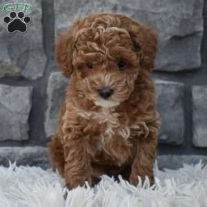 Skittles, Toy Poodle Puppy