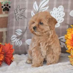 Oakley, Maltipoo Puppy