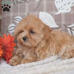 Oakley, Maltipoo Puppy