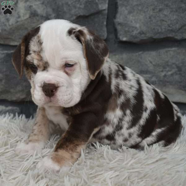 Bonnie, Beabull Puppy