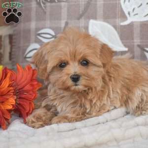 Oakley, Maltipoo Puppy
