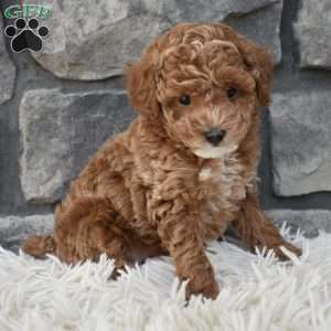 Skittles, Toy Poodle Puppy