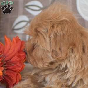 Oakley, Maltipoo Puppy
