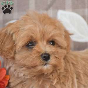Oakley, Maltipoo Puppy