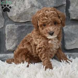 Skittles, Toy Poodle Puppy