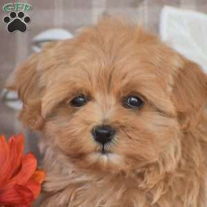 Oakley, Maltipoo Puppy