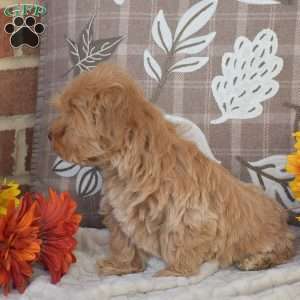 Oakley, Maltipoo Puppy