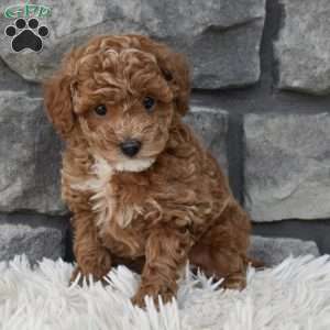 Skittles, Toy Poodle Puppy