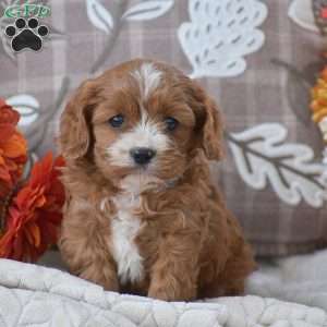Bucky, Cavapoo Puppy