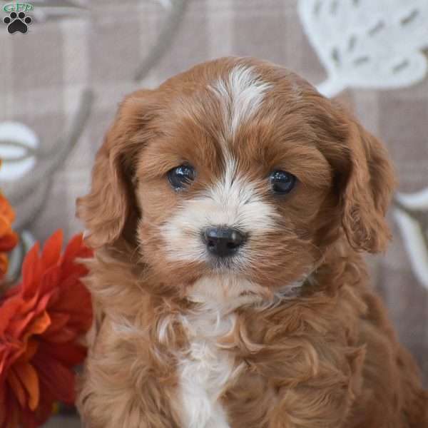 Bucky, Cavapoo Puppy