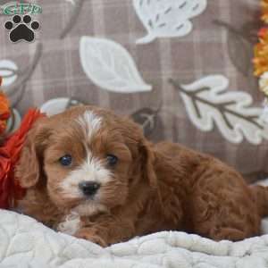 Bucky, Cavapoo Puppy